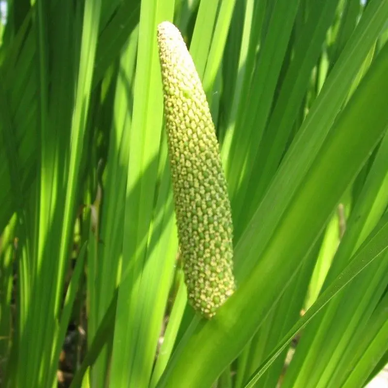 Anglo Aquatics Acorus Calamus Aquatic Plant – 1L Pot 1