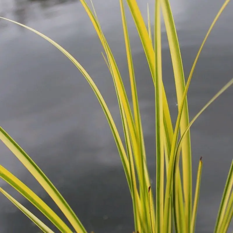 Anglo Aquatics Acorus Gramineus 'Ogon' – 1-Litre Pot (3-Pack) 1