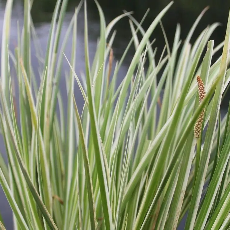 Anglo Aquatics Acorus Gramineus Variegatus – 9Cm Pot (3-Pack) 1