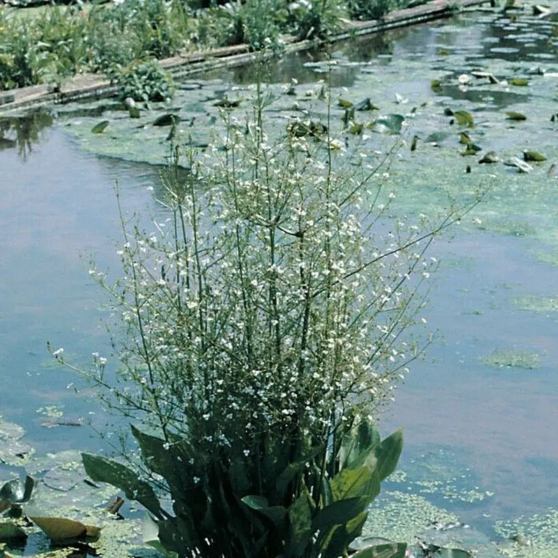 Anglo Aquatics Alisma Plantago-Aquatica – 3-Litre Potted Water Plant 1