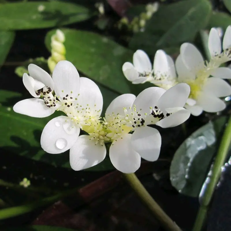 Anglo Aquatics Aponogeton Distachyos – 10L Aquatic Plant 1