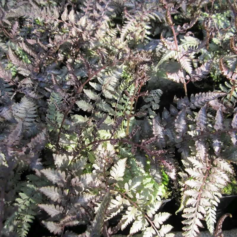 Anglo Aquatics Athyrium Niponicum ‘Metallicum’ – 9Cm Potted Fern, 3-Pack 1