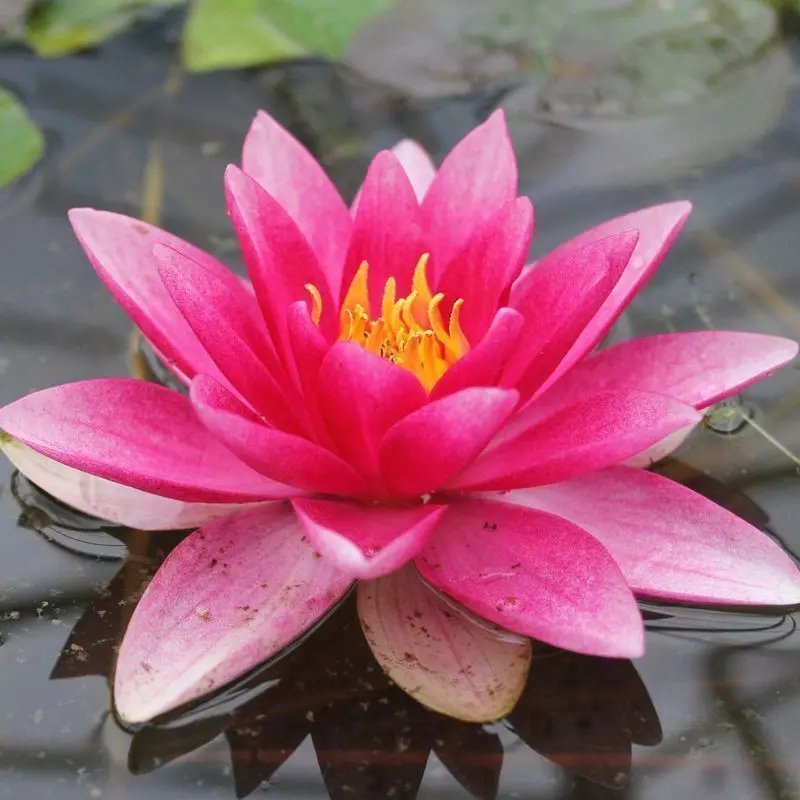 Anglo Aquatics Attraction Water Lily – 3L Potted Nymphaea 1