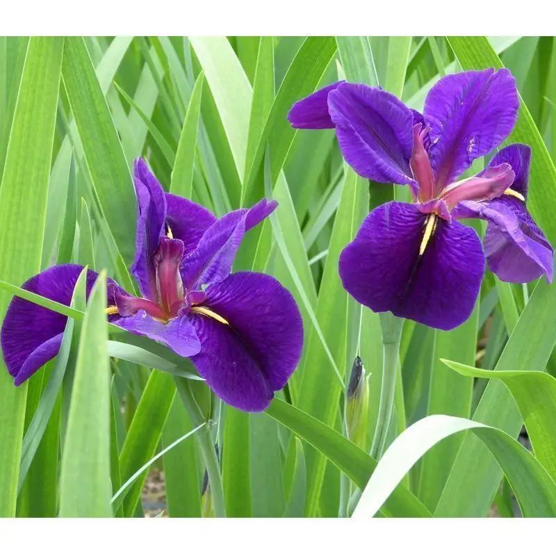 Anglo Aquatics 'Black Gamecock' Louisiana Iris – 3-Litre Cultivar 1