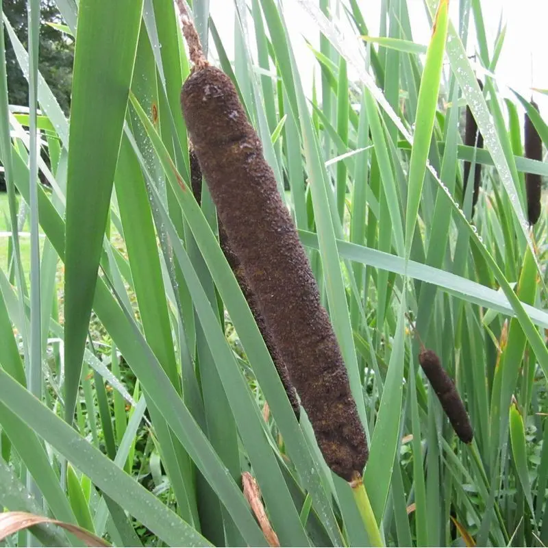 Anglo Aquatics Broadleaf Cattail (Typha Latifolia) – 1L Pot, 3-Pack 1