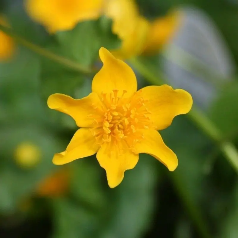 Anglo Aquatics Caltha Palustris – 9Cm Pot (3-Pack) 1