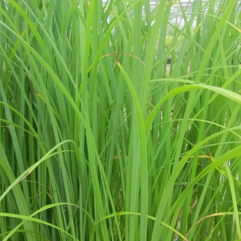 Anglo Aquatics Carex Acuta – 1-Litre Potted Marginal Plant 1