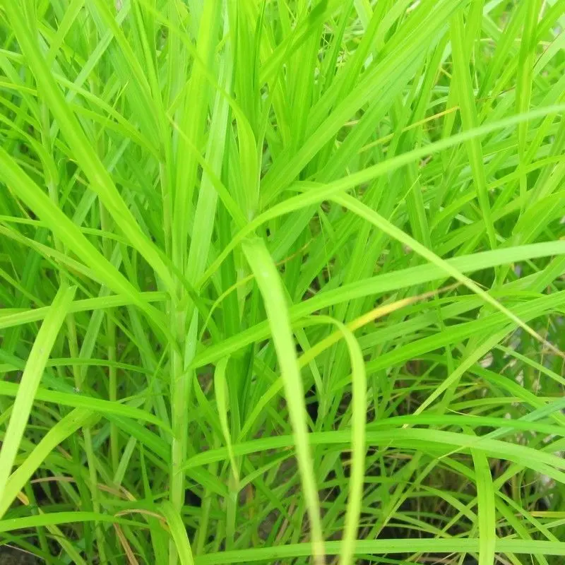 Anglo Aquatics Carex Muskingumensis – 1-Litre Pot (3-Pack) 1