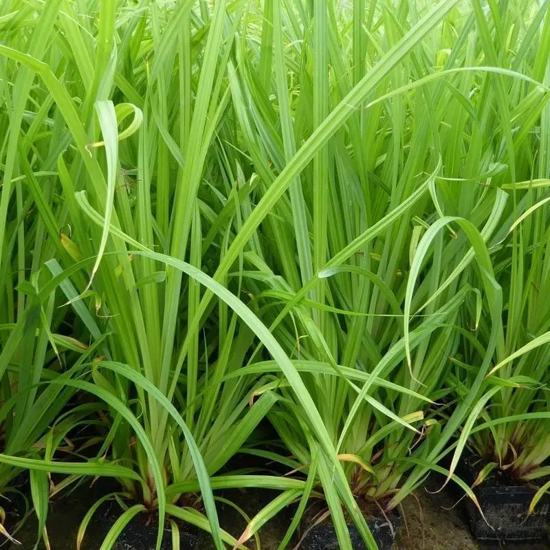Anglo Aquatics Carex Pendula – 1-Litre Potted Marginal Plant 1