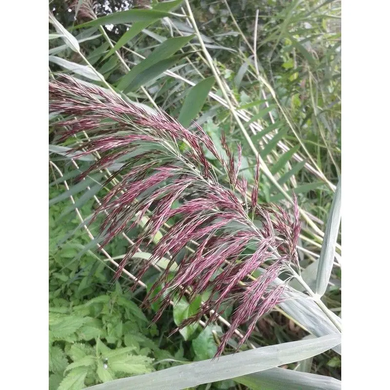 Anglo Aquatics Common Reed (Phragmites Australis) – 9Cm Pot, 3-Pack 1
