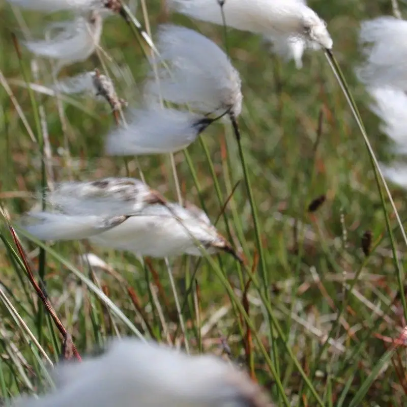 Anglo Aquatics Cotton Grass (Eriophorum Angustifolium) – 9Cm Pots, 3-Pack 1