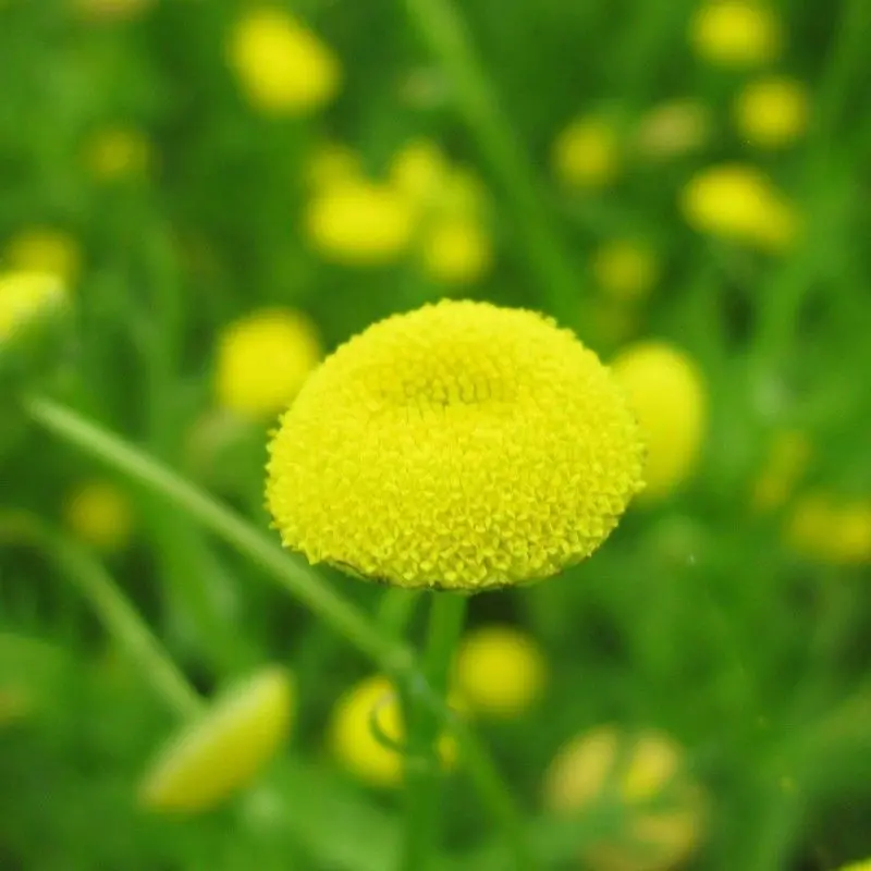 Anglo Aquatics Cotula Coronopifolia – 9Cm Pot, 3-Pack 1