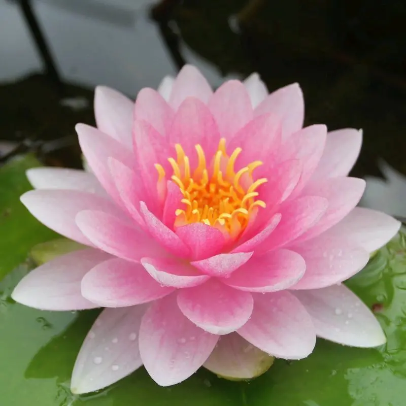 Anglo Aquatics Darwin (Hollandia) Water Lily – 3L Potted Nymphaea 1