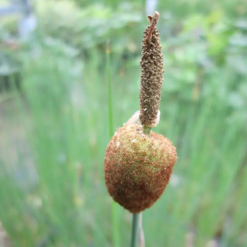 Anglo Aquatics Dwarf Cattail (Typha Minima) – 3-Litre Compact Aquatic 1