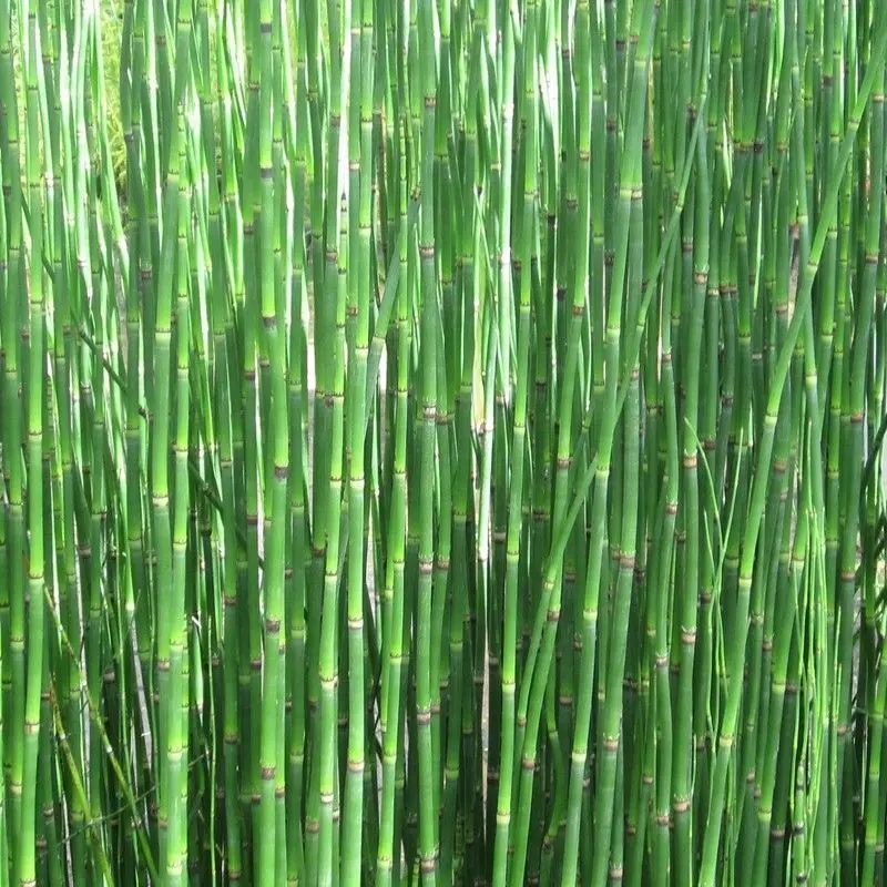 Anglo Aquatics Equisetum Hyemale (Scouring Rush) – 1L Pot, 3-Pack 1