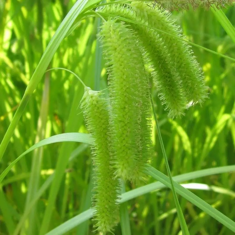 Anglo Aquatics False Sedge (Carex Pseudocyperus) – 3-Litre Marginal Plant 1
