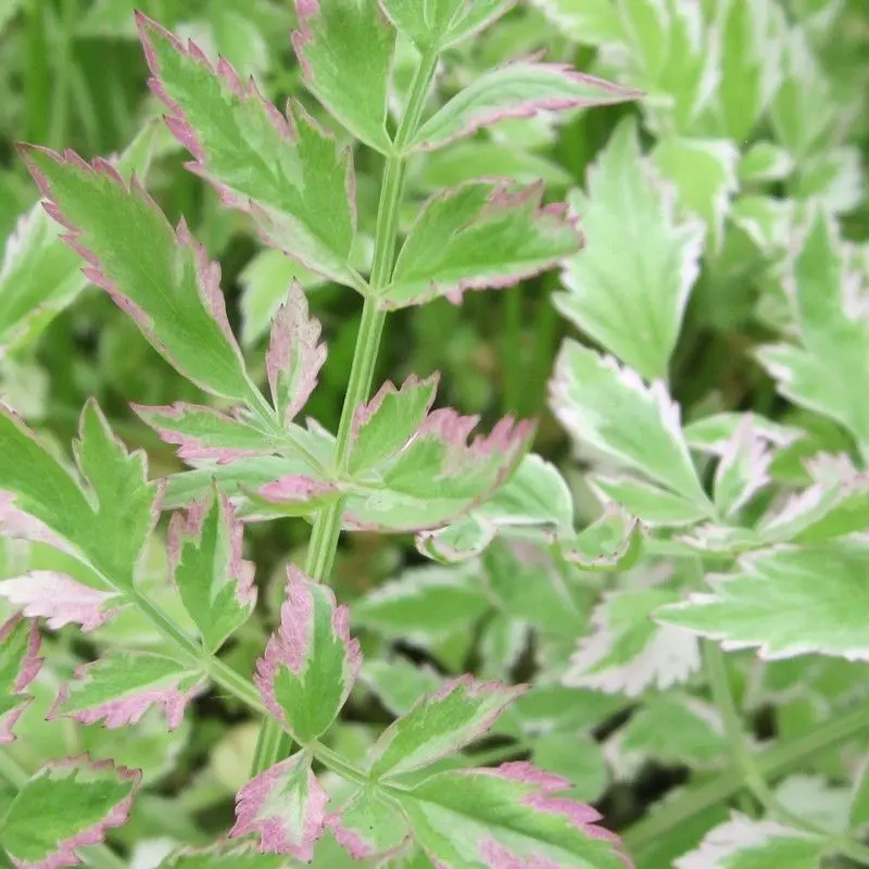 Anglo Aquatics Flamingo Water Dropwort (Oenanthe Javanica 'Flamingo') 1L 1