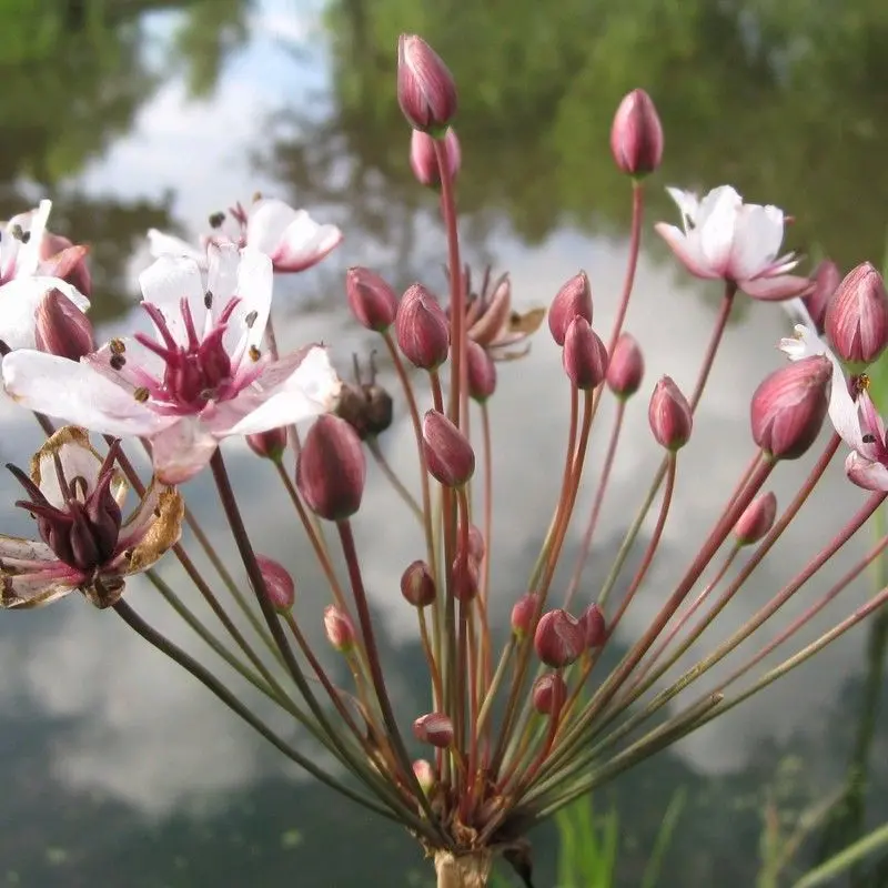 Anglo Aquatics Flowering Rush (Butomus Umbellatus) – 9Cm Pot, 3-Pack 1