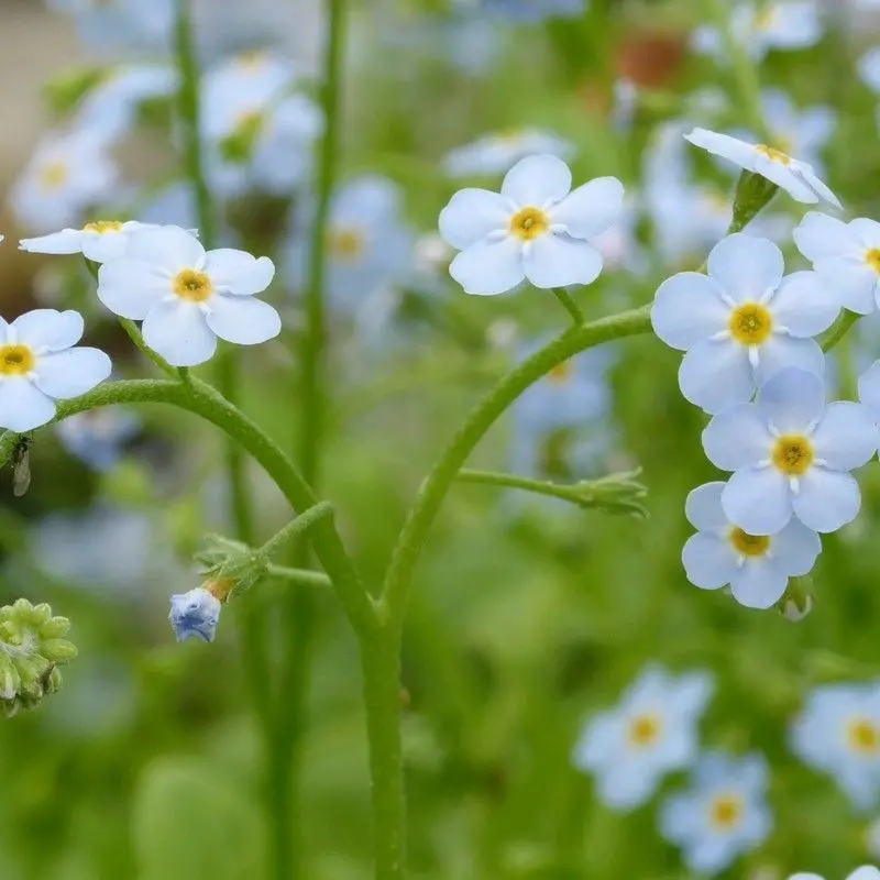 Anglo Aquatics Forget-Me-Not (Myosotis Scorpioides) – 3L Marginal Plant 1