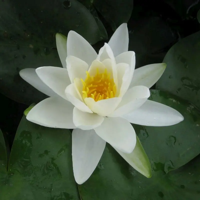 Anglo Aquatics Gladstoniana Water Lily – 3L Potted Nymphaea 1