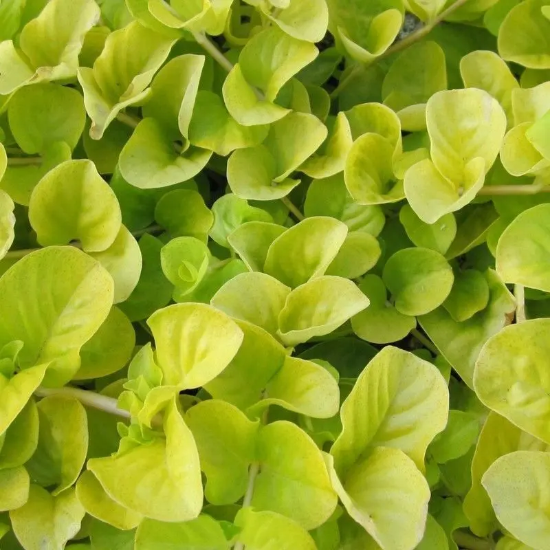 Anglo Aquatics Golden Creeping Jenny (Lysimachia Nummularia 'Aurea') – 9Cm Pot, 3-Pack 1
