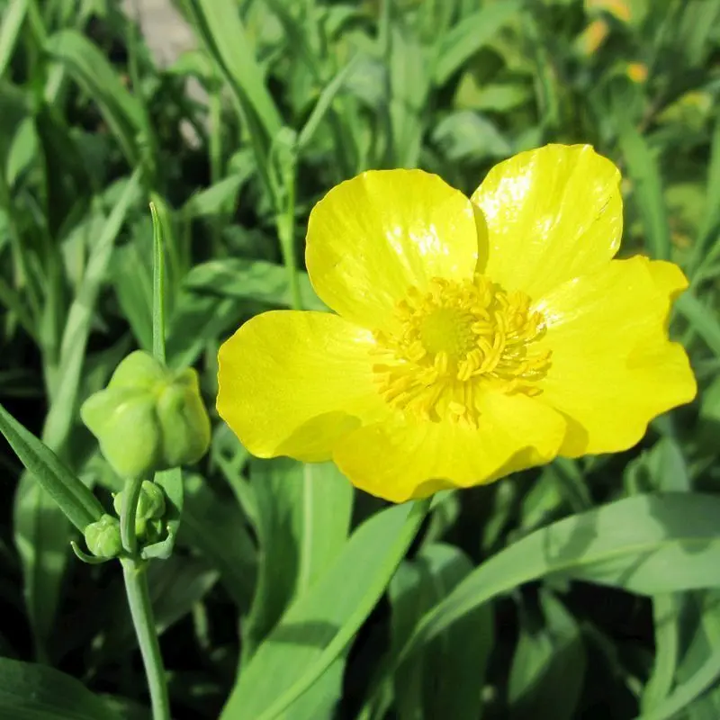 Anglo Aquatics Grandiflorus Water Crowfoot (Ranunculus Lingua) 1L 1