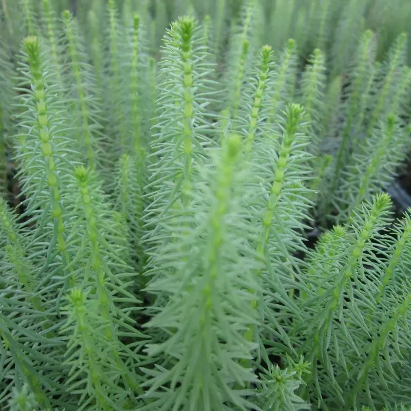 Anglo Aquatics Hippuris Vulgaris – 9Cm Pot Bundle (3-Pack) 1