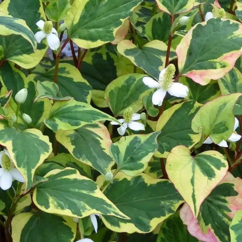 Anglo Aquatics Houttuynia Cordata 'Chameleon' – Single 1-Litre Container 1
