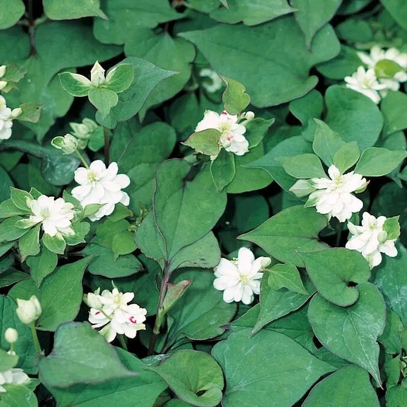 Anglo Aquatics Houttuynia Cordata 'Plena' – 9 Cm Plug × 3 Starter Pack 1