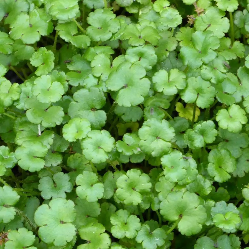 Anglo Aquatics Hydrocotyle Nova Zealand – Single 1L Potted Plant 1