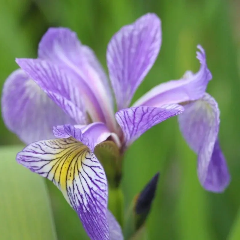Anglo Aquatics Iris Sibirica – 1L Pot (3-Pack) 1