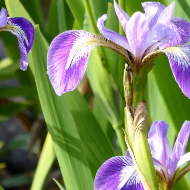 Anglo Aquatics Iris Versicolor Water Plant – 1L Pot 1