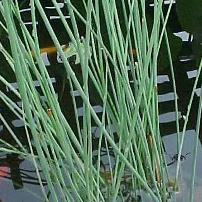 Anglo Aquatics Juncus Inflexus – 1L Individual Pot 1