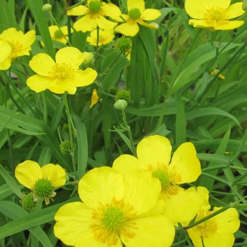 Anglo Aquatics Lesser Spearwort (Ranunculus Flammula) 9Cm ×3 1