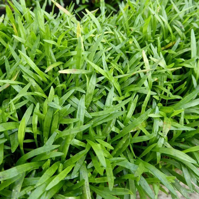 Anglo Aquatics Lilaeopsis Brasiliensis Aquatic Moss – 9Cm Pot (3-Pack) 1