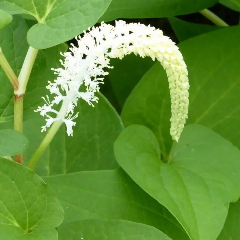 Anglo Aquatics Lizard’S Tail (Saururus Cernuus) – 1-Litre Pot 1