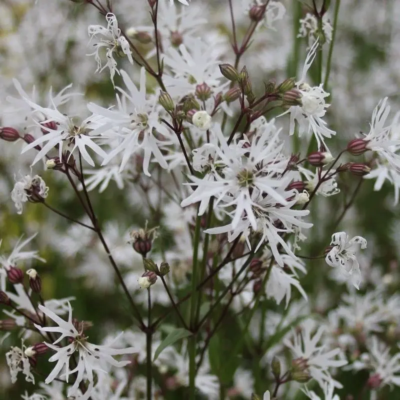 Anglo Aquatics Lychnis Flos-Cuculi 'White Robin' – 1L Individual Pot 1