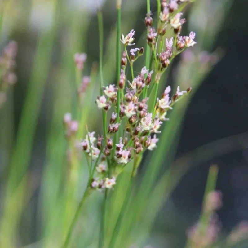 Anglo Aquatics Maritime Rush (Juncus Maritimus) – 1L Potted Plant 1