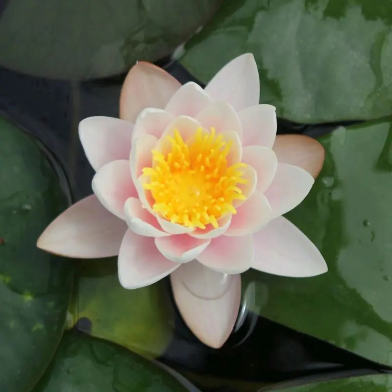 Anglo Aquatics Marliacea Carnea Water Lily – 10L Potted Variety 1