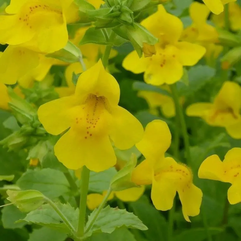 Anglo Aquatics Mimulus Guttatus – 1L Individual Pot 1