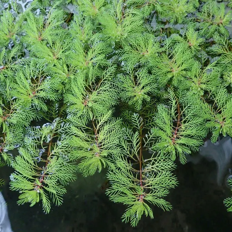 Anglo Aquatics Myriophyllum Brasiliensis (Red Stem) – 9Cm Pot Bundle (3-Pack) 1