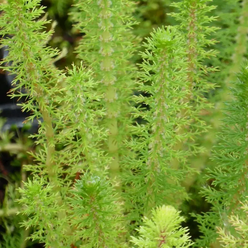 Anglo Aquatics Myriophyllum Crispatum – 9Cm Pot Bundle (3-Pack) 1