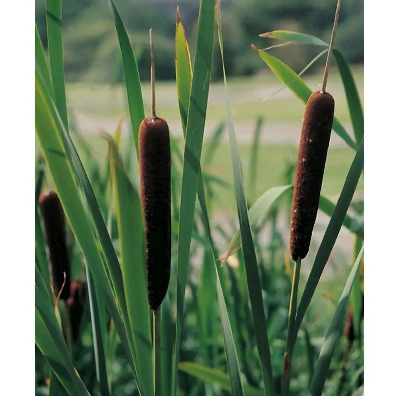 Anglo Aquatics Narrow-Leaved Cattail (Typha Angustifolia) – 9Cm Pots, 3-Pack 1
