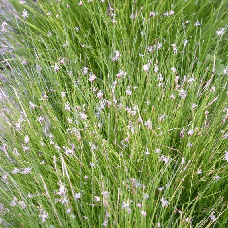 Anglo Aquatics Needle Spikerush (Eleocharis Acicularis) – 2-Litre Potted Aquatic Plant 1