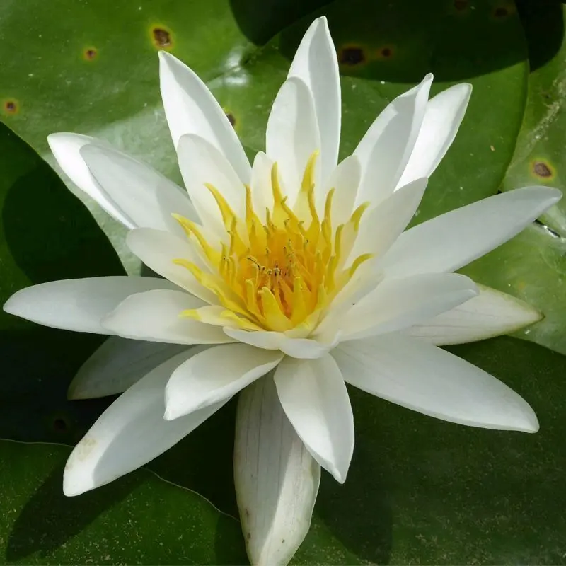 Anglo Aquatics Nymphaea Alba Water Lily – 30L Pond Plant 1