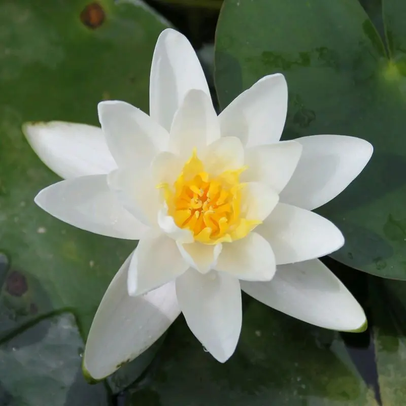 Anglo Aquatics Nymphaea Albatross Water Lily — 3L Pot 1