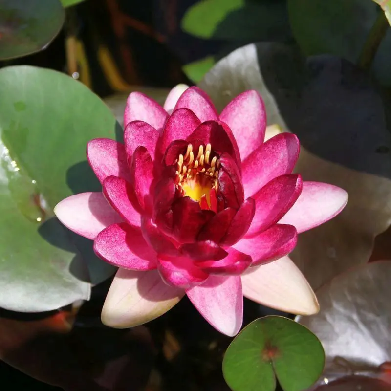 Anglo Aquatics Nymphaea Almost Black Water Lily – 30L Pond Plant 1