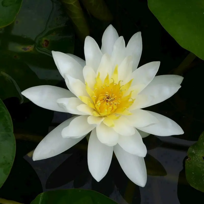 Anglo Aquatics Nymphaea Marliacea Albida Water Lily – 3L Pond Plant 1