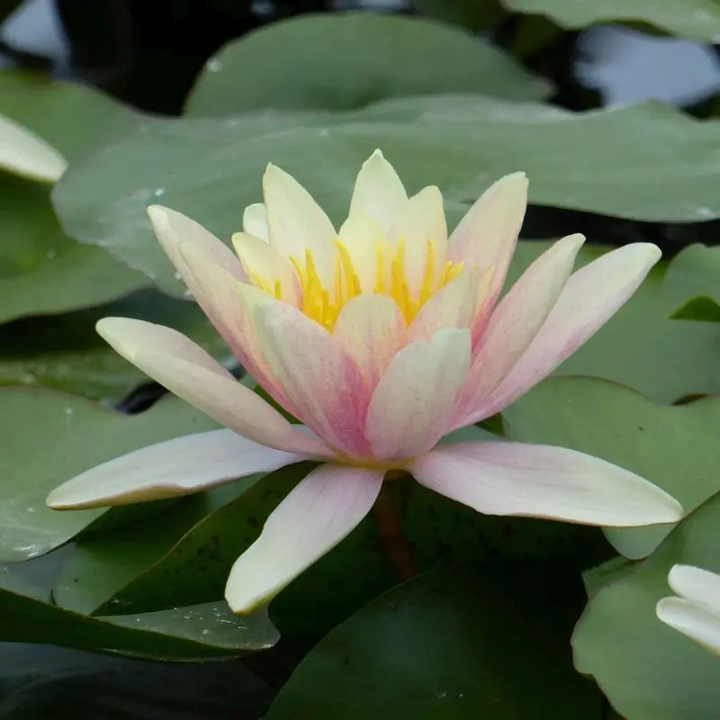 Anglo Aquatics Nymphaea Paul Hariot Water Lily – 3L Pond Plant 1