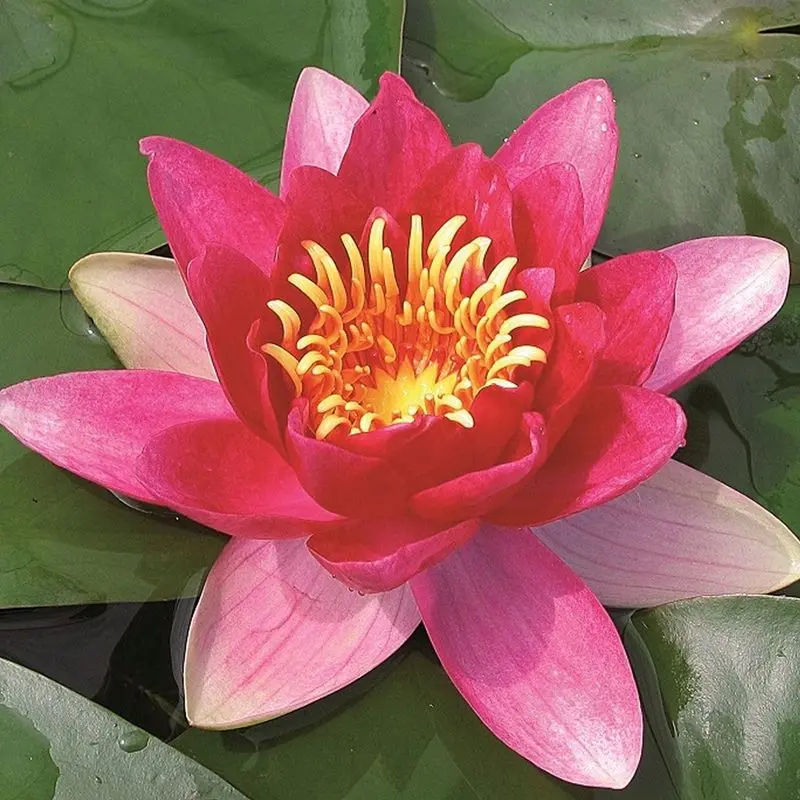 Anglo Aquatics Nymphaea 'Vesuve' Water Lily – 3-Litre Potted Plant 1